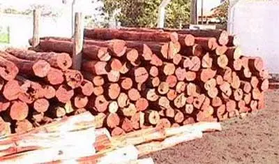 Roliçinhos, Aroeira Importada, Ipê, Sucupira, Roxinho
