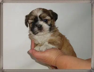 Filhotes de shih tzu a venda
