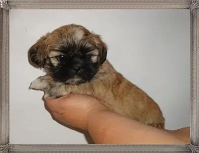 Filhotes de shih tzu a venda