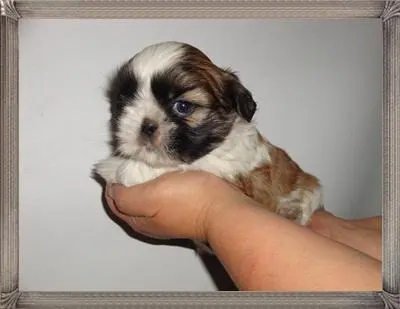 Filhotes de shih tzu a venda