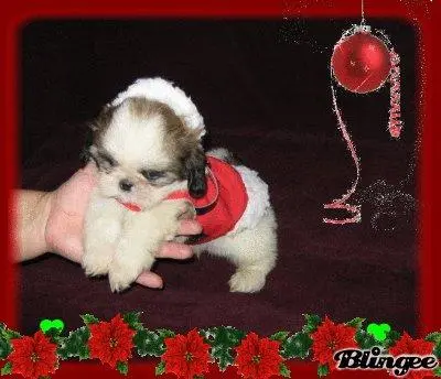 shih tzu, filhotes, filhotes de shih tzu