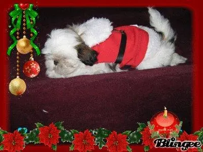 shih tzu, filhotes, filhotes de shih tzu