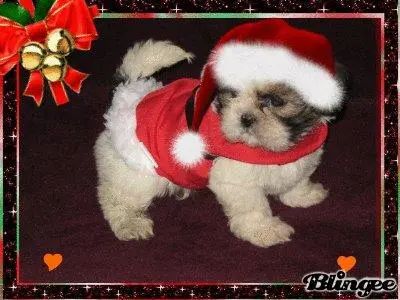 shih tzu, filhotes, filhotes de shih tzu