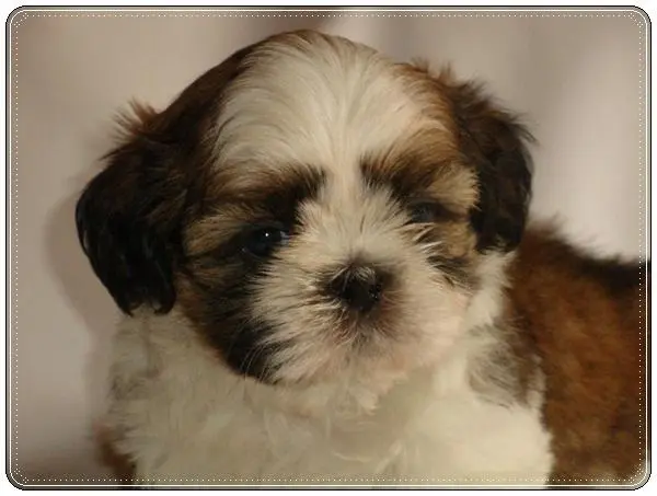 filhotes de shih tzu macho, filhotes de shih tzu femea, criador de shih tzu
