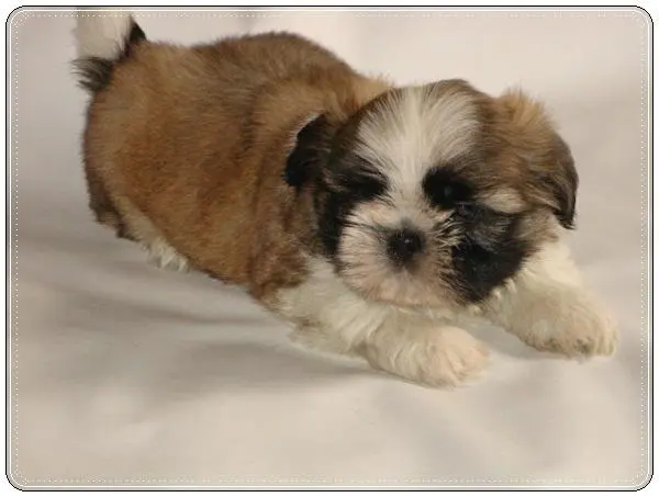 filhotes de shih tzu macho, filhotes de shih tzu femea, criador de shih tzu