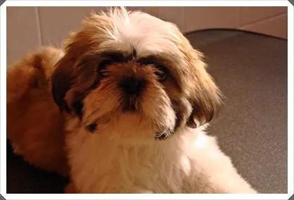 Femeas de shih tzu em promoção