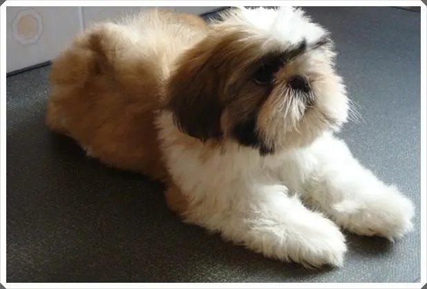 Femeas de shih tzu em promoção