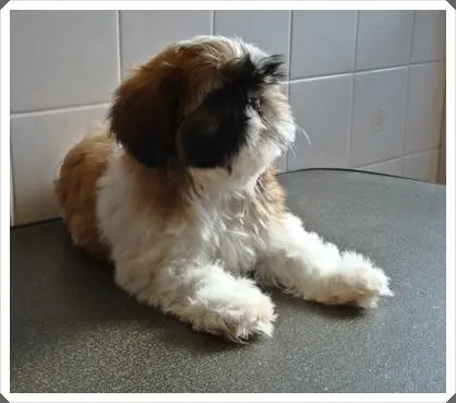 Femeas de shih tzu em promoção