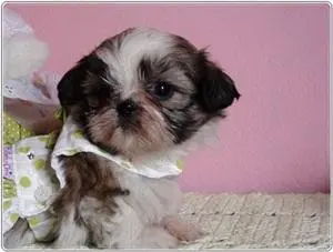 Filhotes de shih tzu perfeitos para esse NATAL