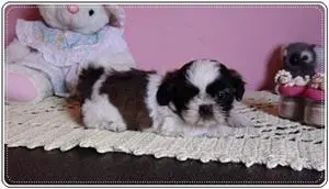 Filhotes de shih tzu perfeitos para esse NATAL