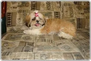 Filhotes de shih tzu perfeitos para esse NATAL