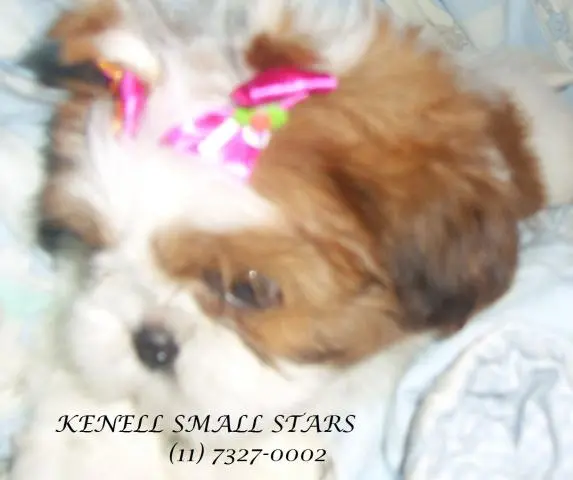 shih-tzu lindissimos pronta entrega