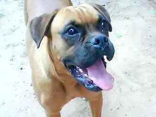 vendo cadela boxer raça pura