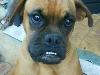 vendo cadela boxer raça pura