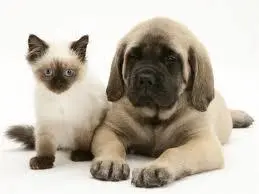 TRANSPORTE DE ANIMAIS DOMESTICOS