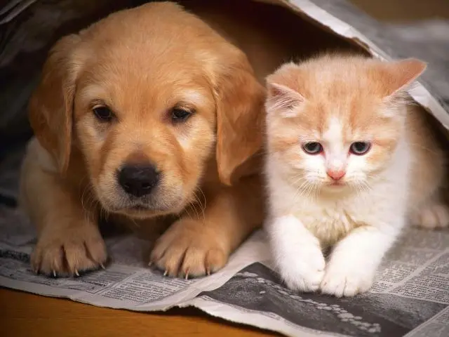 TRANSPORTE DE ANIMAIS DOMESTICOS