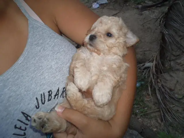 VENDO FILHOTES DE POODLE TOYZINHO MACHO CHAMPANHE