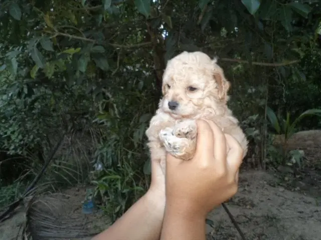 VENDO FILHOTES DE POODLE TOYZINHO MACHO CHAMPANHE