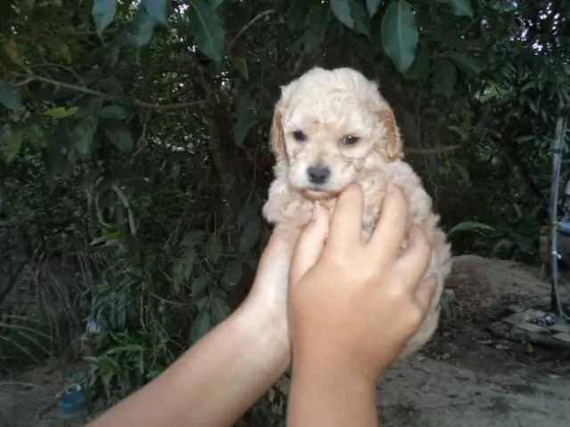 VENDO FILHOTES DE POODLE TOYZINHO MACHO CHAMPANHE