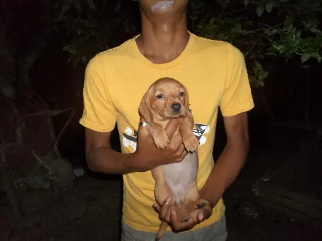 LINDOS FILHOTES DE BASSET MINIATURA MACHO E FEMEA