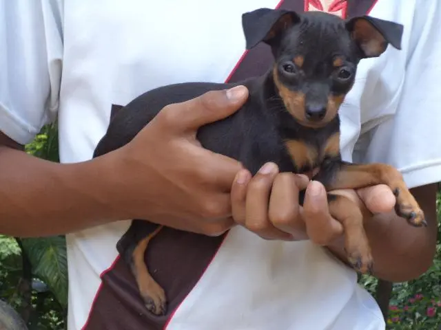 VENDO FILHOTE DE PINCHER 00 PRETO COM CANELA