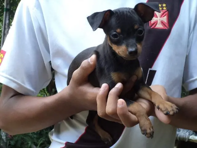 VENDO FILHOTE DE PINCHER 00 PRETO COM CANELA