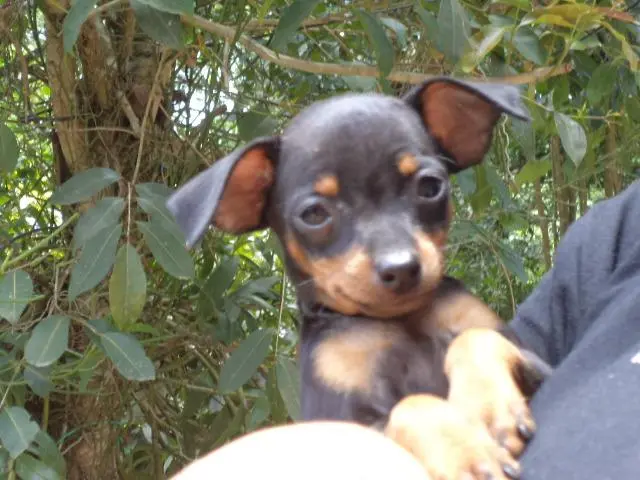 VENDO FILHOTE DE PINCHER 00 PRETO COM CANELA