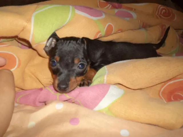 VENDO FILHOTE DE PINCHER 00 PRETO COM CANELA