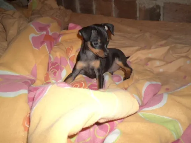 VENDO FILHOTE DE PINCHER 00 PRETO COM CANELA