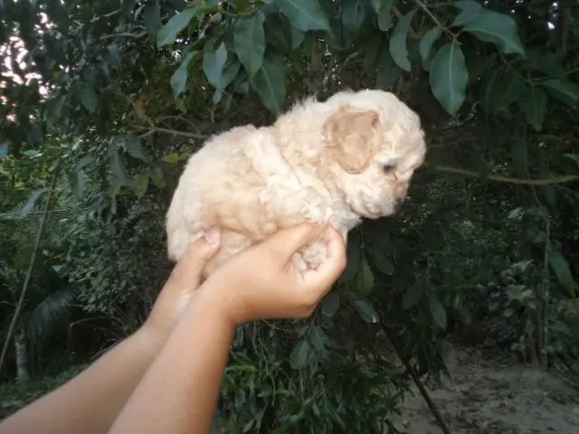 VENDO FILHOTES DE POODLE TOYZINHO CHAMPANHE
