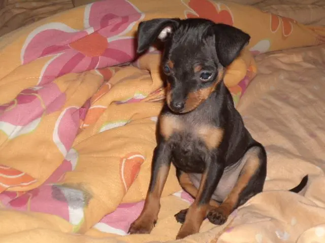 VENDO FILHOTE DE PINCHER 00 PRETO COM CANELA