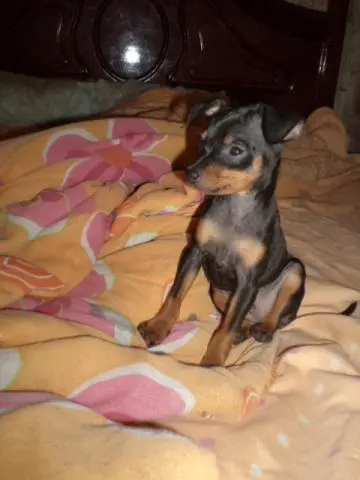 VENDO FILHOTE DE PINCHER 00 PRETO COM CANELA