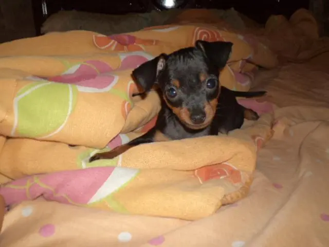VENDO FILHOTE DE PINCHER 00 PRETO COM CANELA