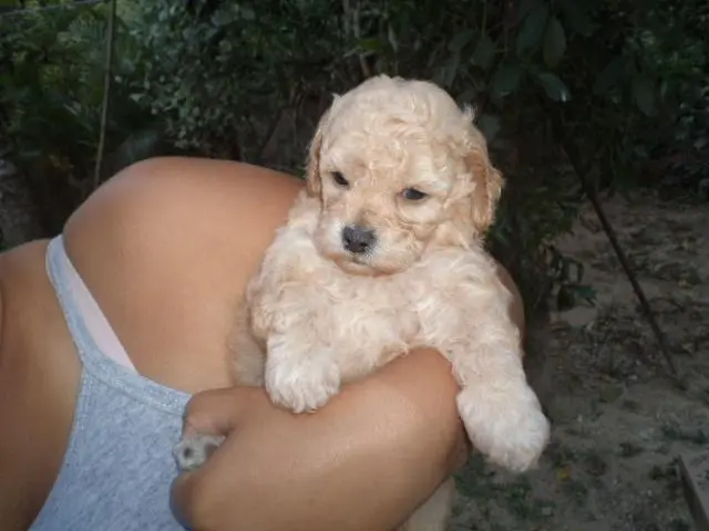 VENDO FILHOTES DE POODLE TOYZINHO MACHO CHAMPANHE