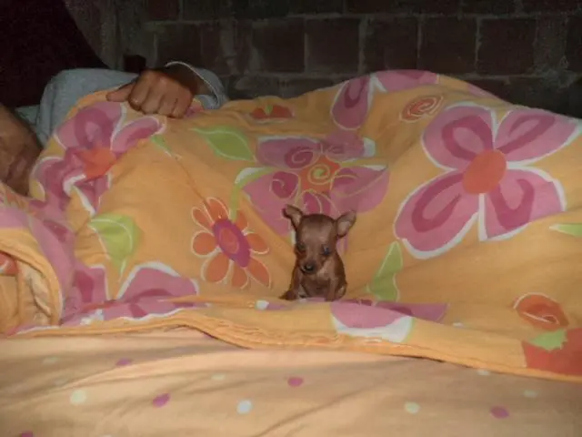 VENDO FILHOTE DE PINCHER CHOCOLATE MACHO E FEMEA