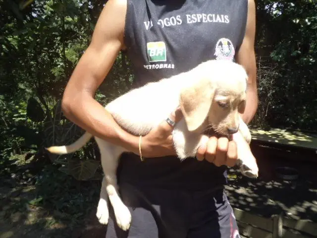 VENDO FILHOTE DE LABRADOR CHAMPANHE e PRETO MACHO E FEMEA