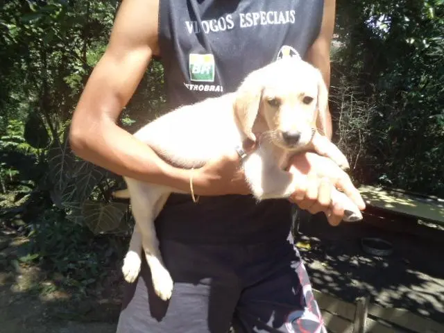 VENDO FILHOTE DE LABRADOR CHAMPANHE e PRETO MACHO E FEMEA