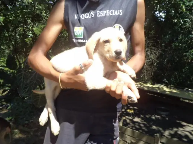 VENDO FILHOTE DE LABRADOR CHAMPANHE e PRETO MACHO E FEMEA
