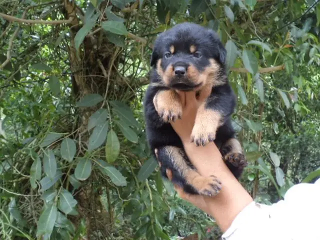 VENDO LINDOS FILHOTES DE ROTTWEILER MACHO E FEMEA