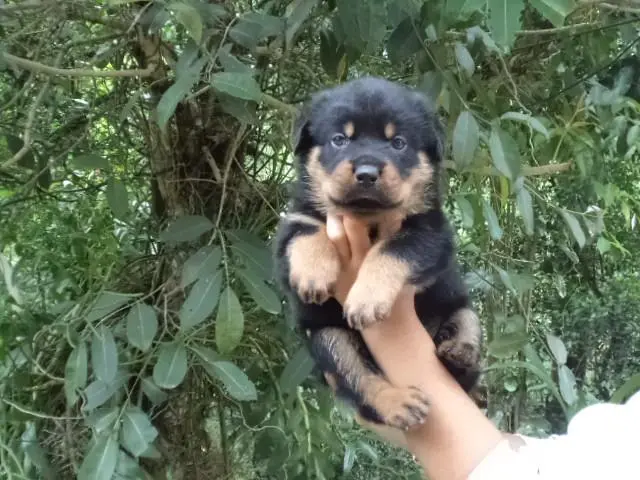 VENDO LINDOS FILHOTES DE ROTTWEILER MACHO E FEMEA