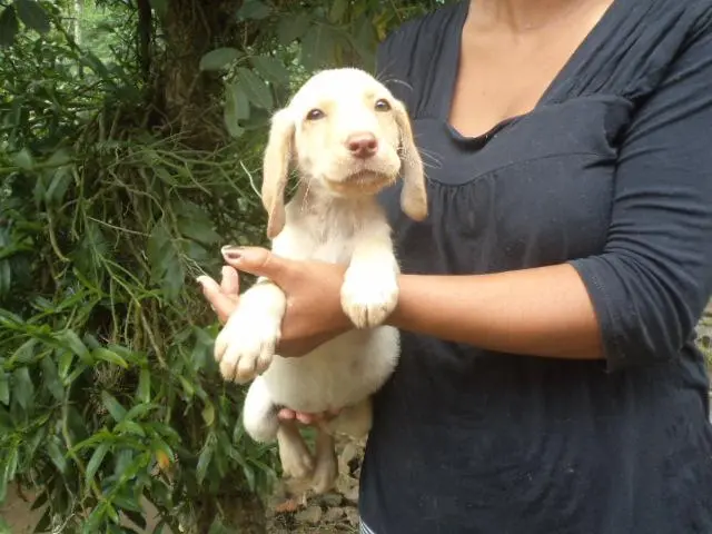VENDO FILHOTES DE LABRADOR MACHO E FEMEA CHAMPANHE