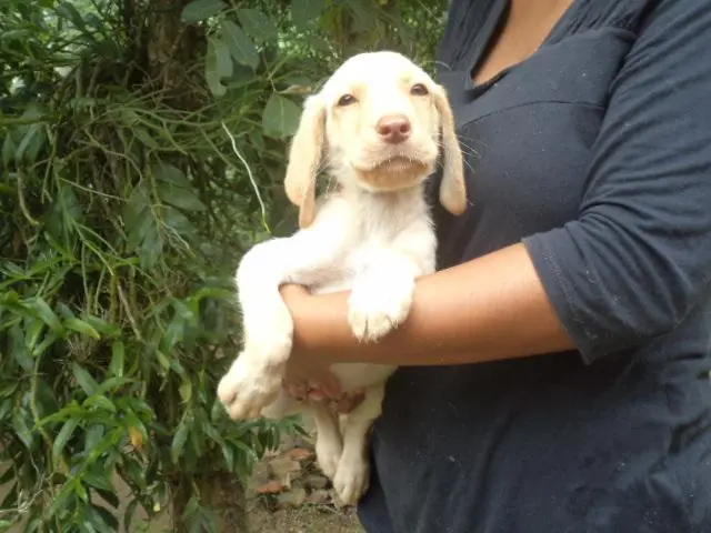 VENDO FILHOTES DE LABRADOR MACHO E FEMEA CHAMPANHE