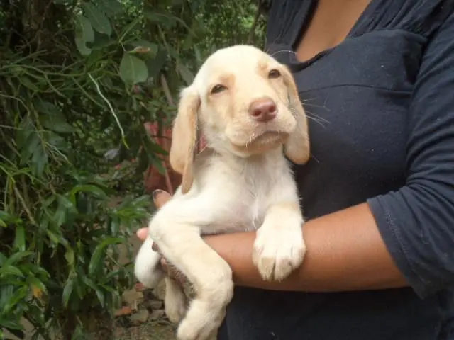 VENDO FILHOTES DE LABRADOR MACHO E FEMEA CHAMPANHE
