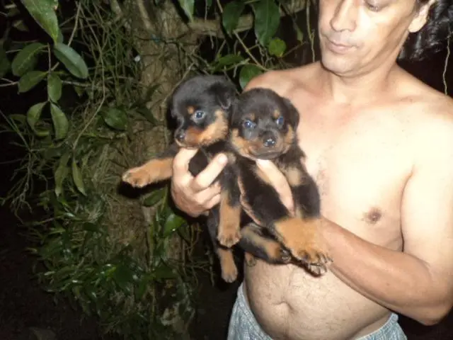 venham comprar seu presente de natal um rottweiler lindo