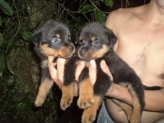 venham comprar seu presente de natal um rottweiler lindo
