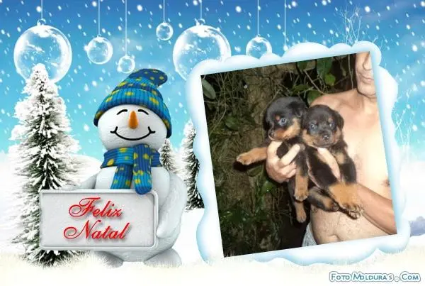 VENDO LINDOS FILHOTES DE ROTTWEILER CABEÇA DE TOURO