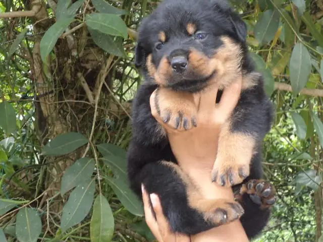 VENDO LINDOS FILHOTES DE ROTTWEILER CABEÇA DE TOURO
