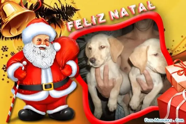 VENDO FILHOTES DE LABRADOR MACHO E FEMEA CHAMPANHE