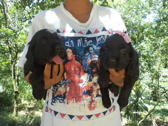 VENDO FILHOTES DE COCKER SPANIEL MACHO E FEMEA PRETINHOS