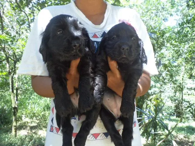VENDO FILHOTES DE COCKER SPANIEL MACHO E FEMEA PRETINHOS